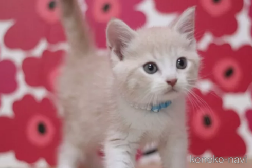 成約済の東京都のマンチカン-101534の3枚目